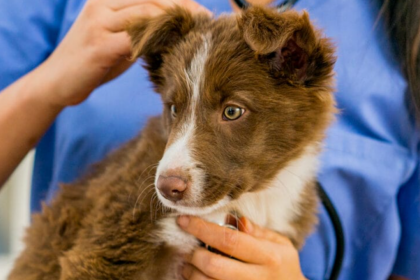 a-comprehensive-guide-to-understand-albendazole-for-dogs